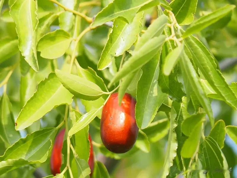 吃过大枣的你,见过枣树开花吗? 
牡丹虽好空入目，枣花纵小结实多。
大约是小学三
