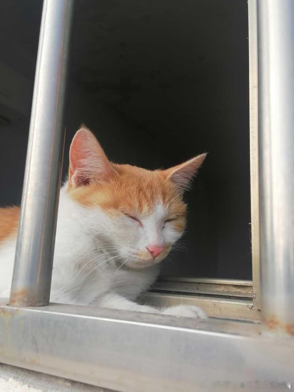 50591【丑猫】猫老了干什么都心酸呐 只是趴着也让人心不动呢咪酱 