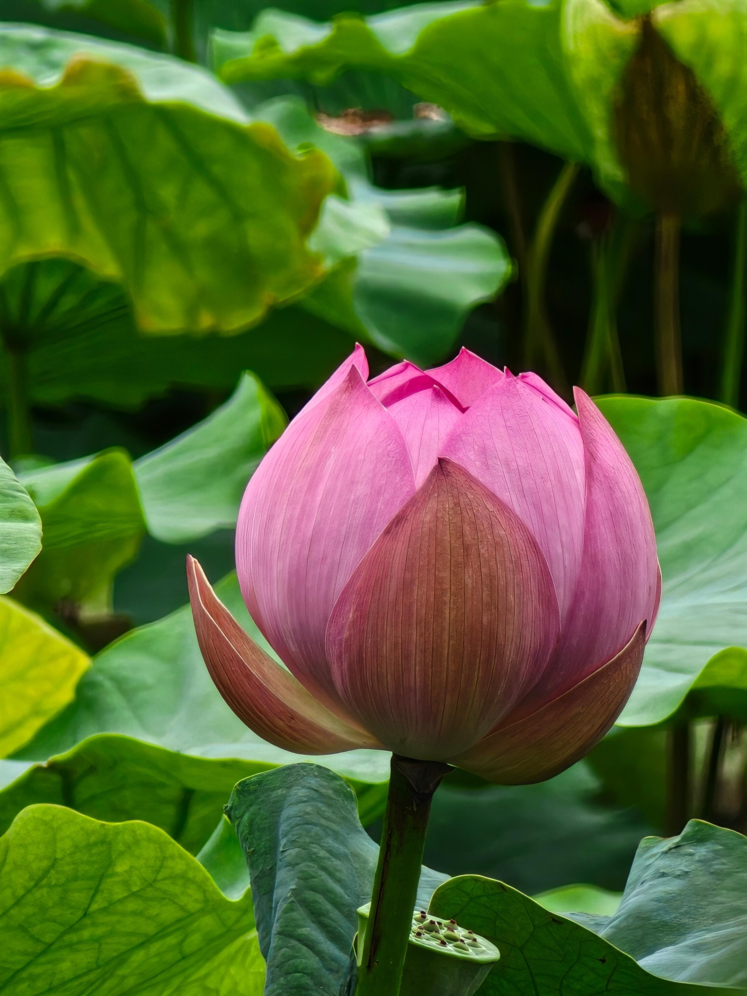 家人们，瘦西湖的荷花开啦[送花花]  ​​​