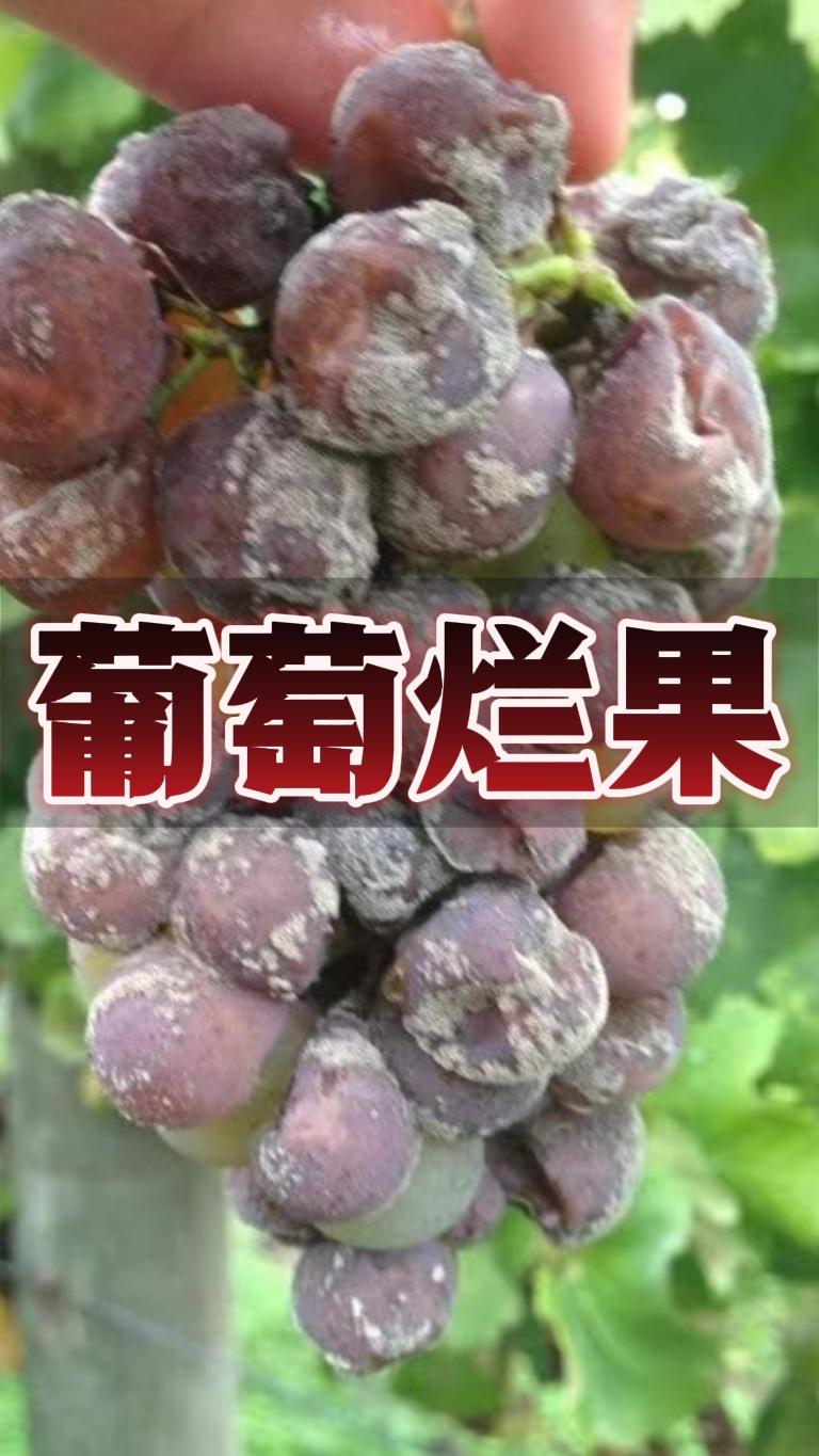 葡萄种植，葡萄烂果，葡萄浇水