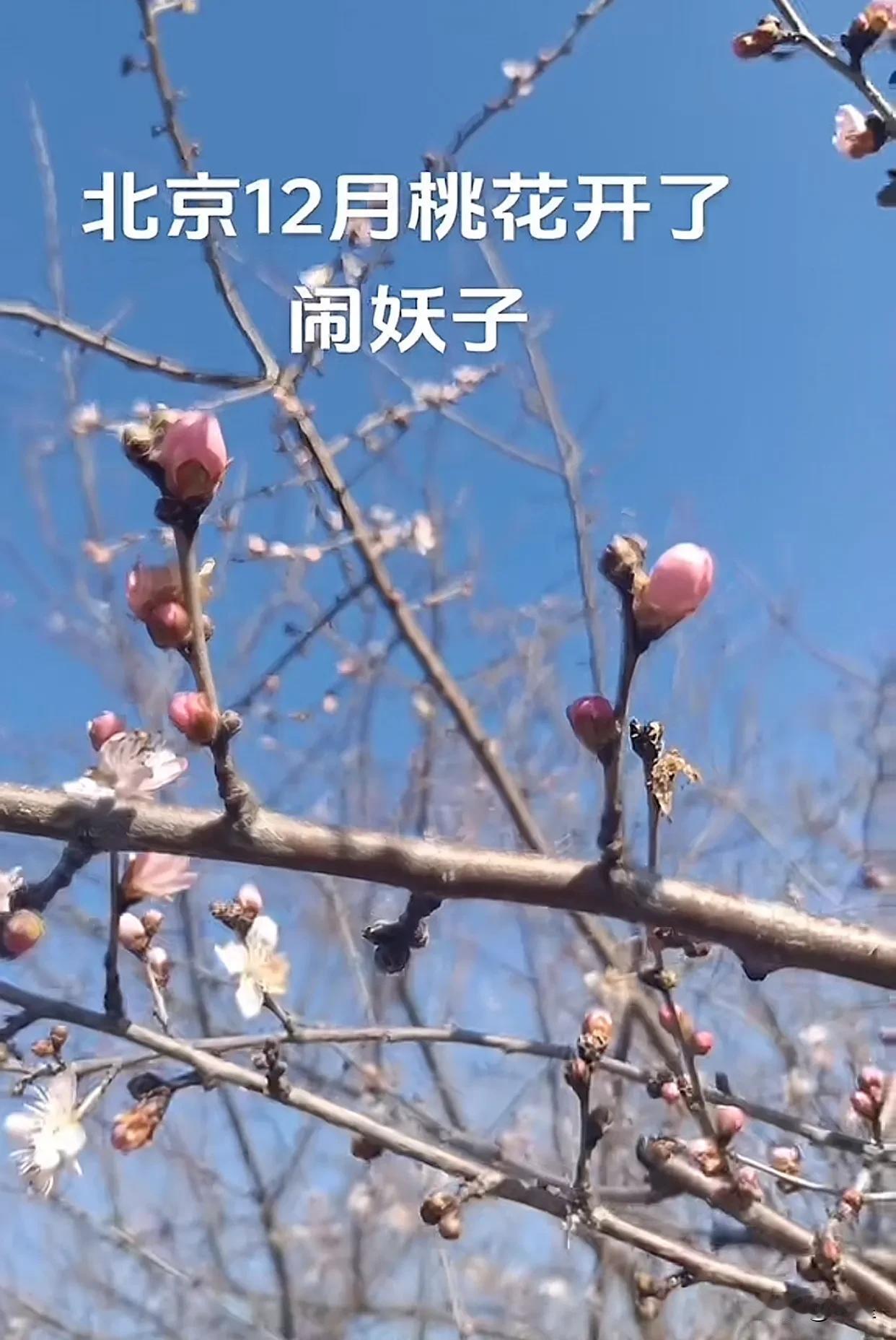 12月份的天气，桃花开了
这是一位北京的网友拍摄到的
他觉得事出反常必有妖
打开