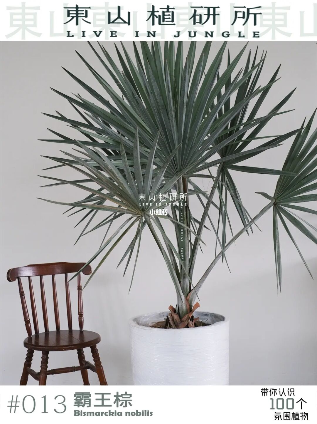 霸王棕|清冷色调的棕榈植物🌴蓝灰色高级感