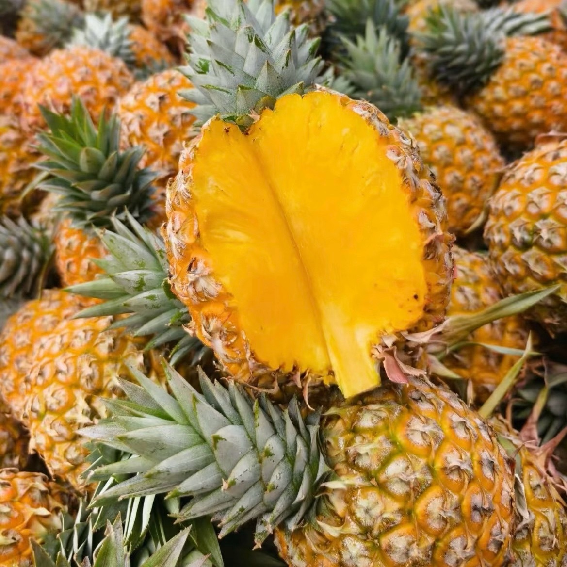 凤梨的种植方法一、土壤选择凤梨喜欢生长在排水良好、富含有机质的土壤中，最好是酸性
