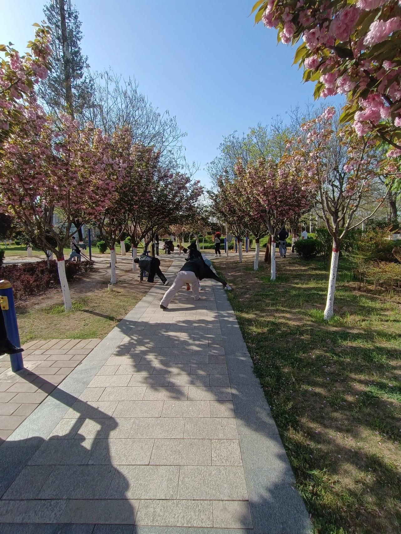 🌸樱下晨练，元气满满
今天是4月10日，星期五，每日清晨的小公园，总是藏着四季