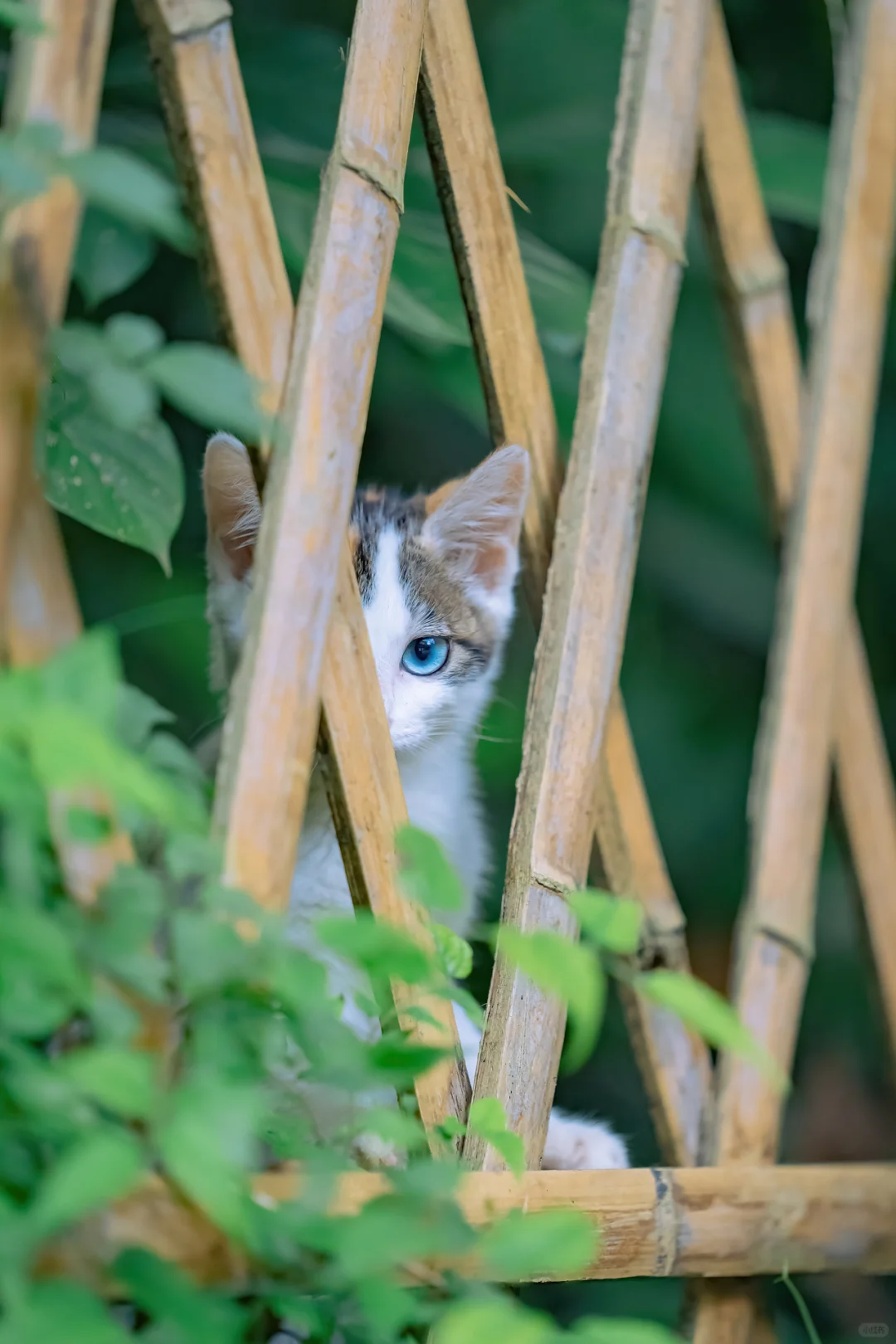 世间慌慌张张，小猫不慌不忙