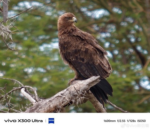 全能巨无霸vivo X300 Ultra发布会定档 3月30日碾压手机旗舰圈