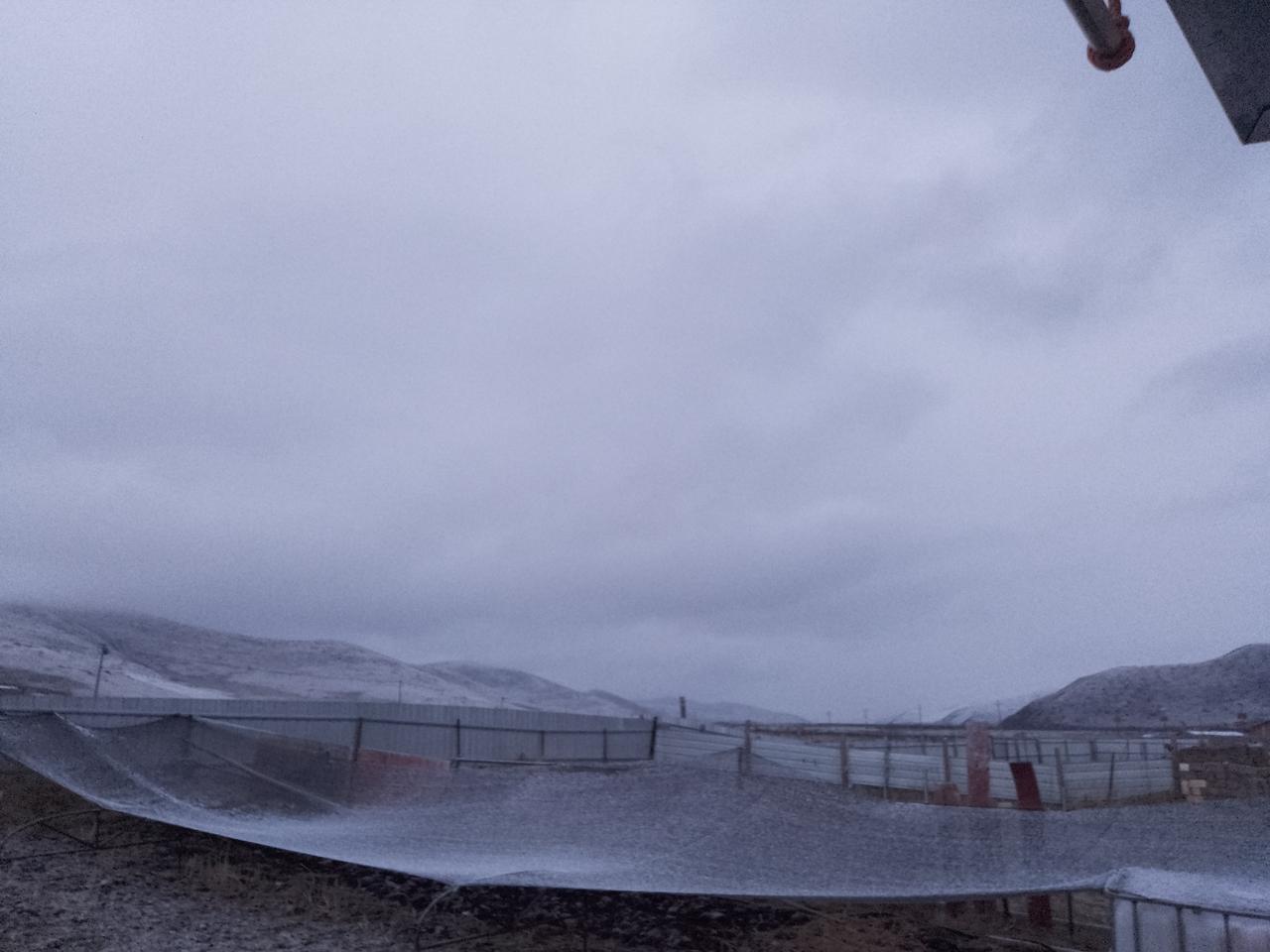 关于流浪猫、流浪狗的处理，确实有“冬天就没流浪狗，流浪猫来年换一批”这种说法。但
