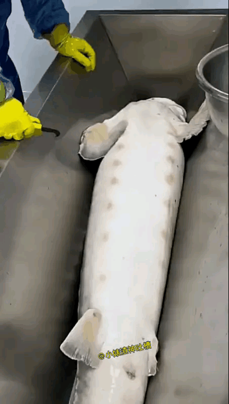 大鱼被切开肚子，掏出来的是什么？太残忍了～～～