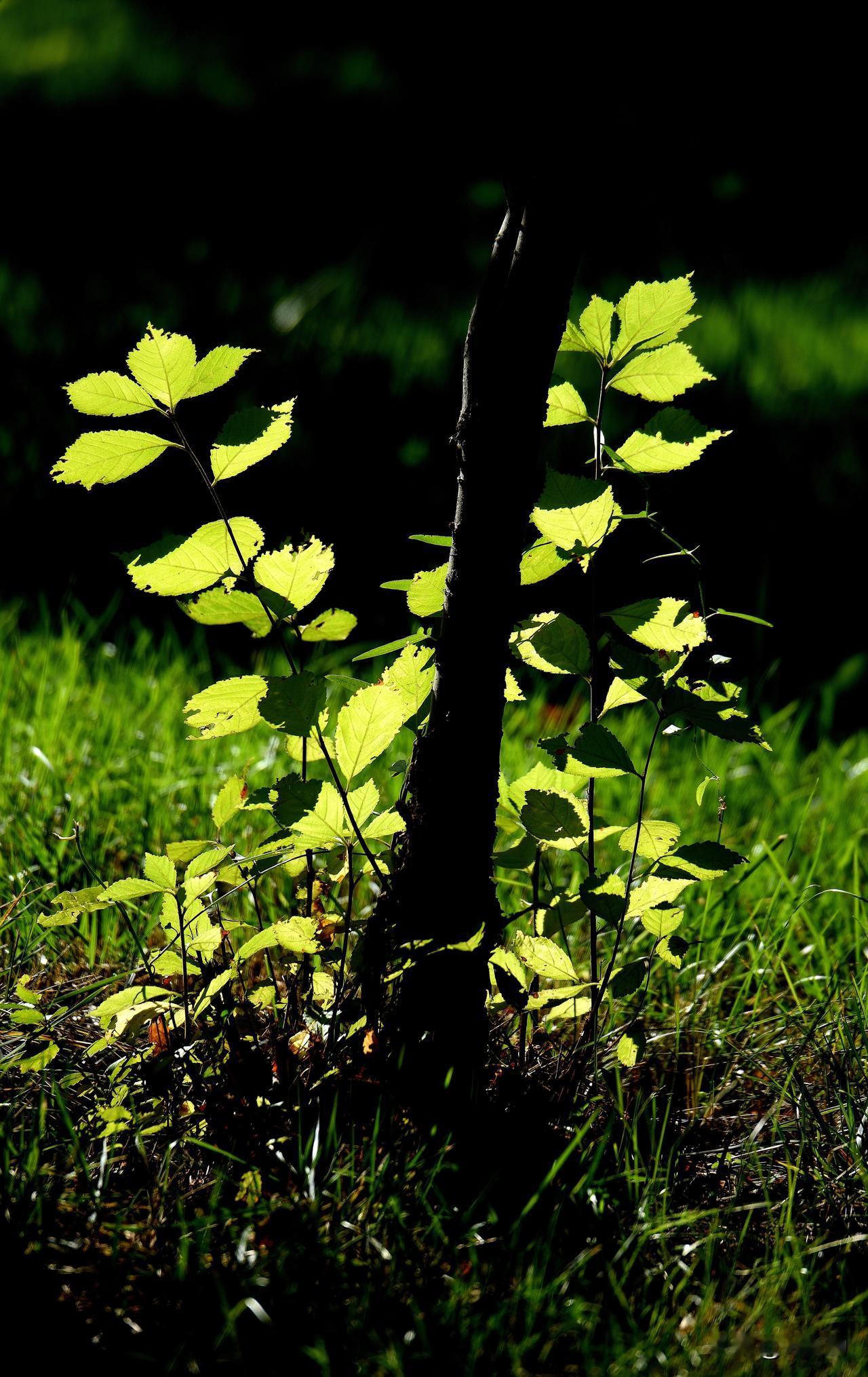 南湖公园四季掠影（十一）
夏季景色：