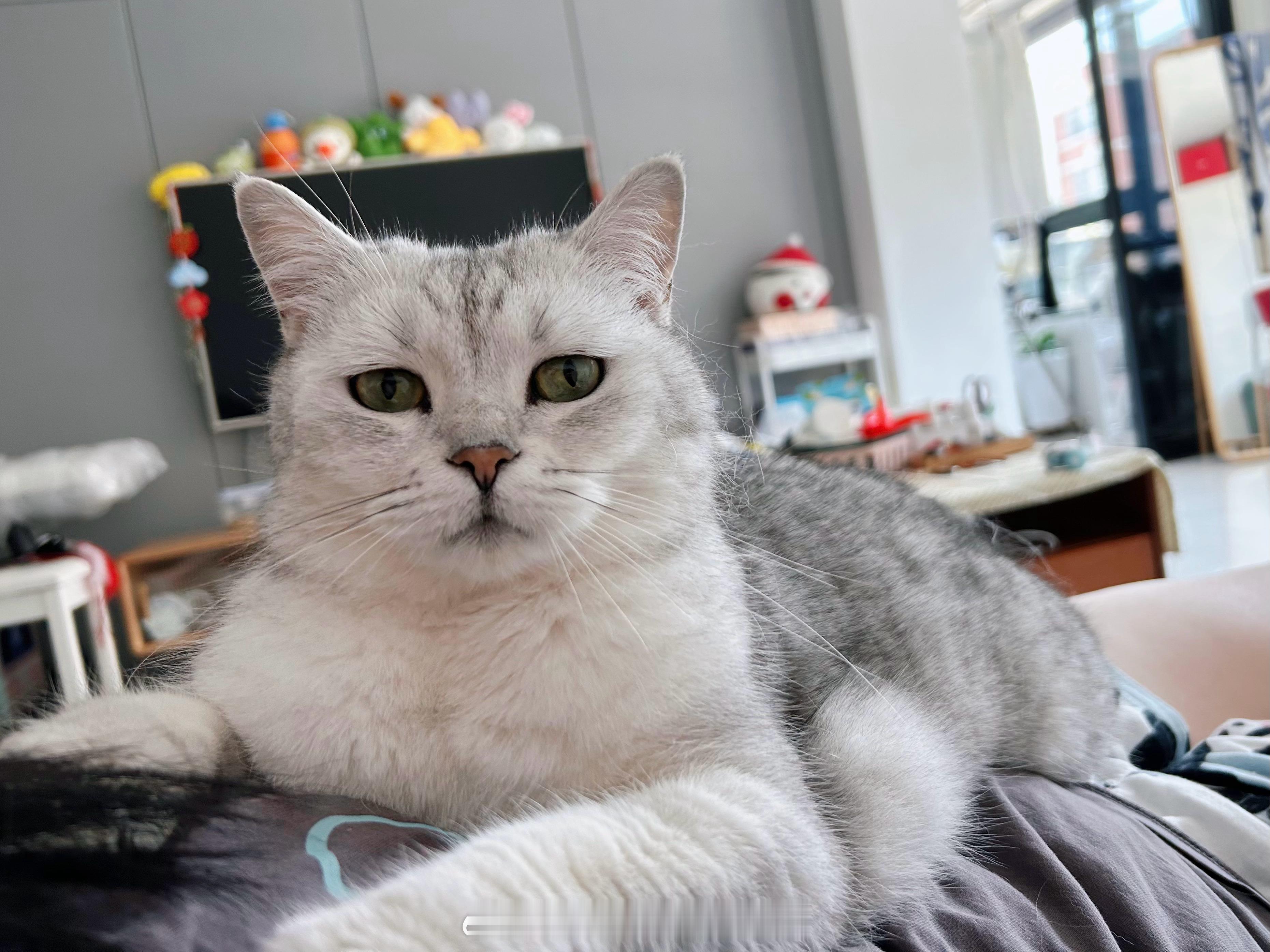 沉重的爱[电影特技狂人]#喵趣横生# ​​​