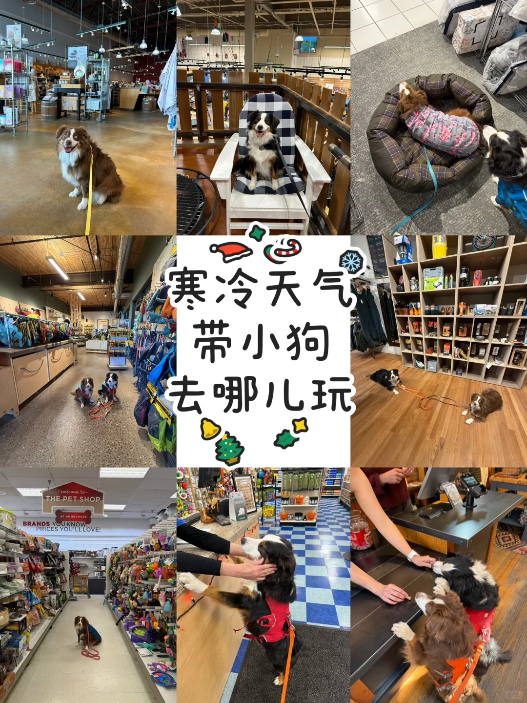 🇺🇸宠物友好•极寒天气去这些室内店遛狗吧