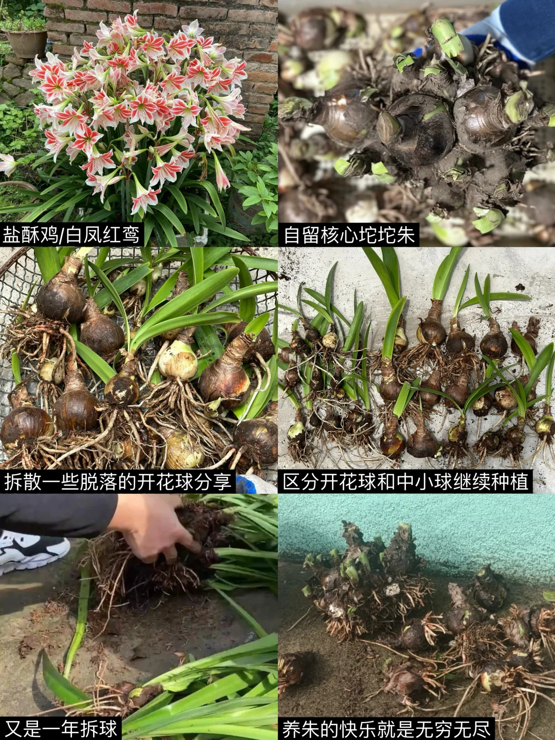 养朱顶红好像“抽卡游戏”和“养成游戏”啊