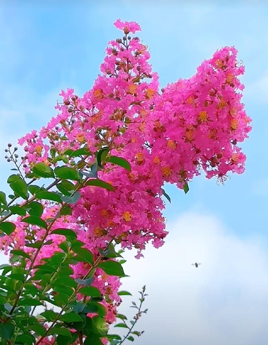 分享一张随手拍照片芙蓉花