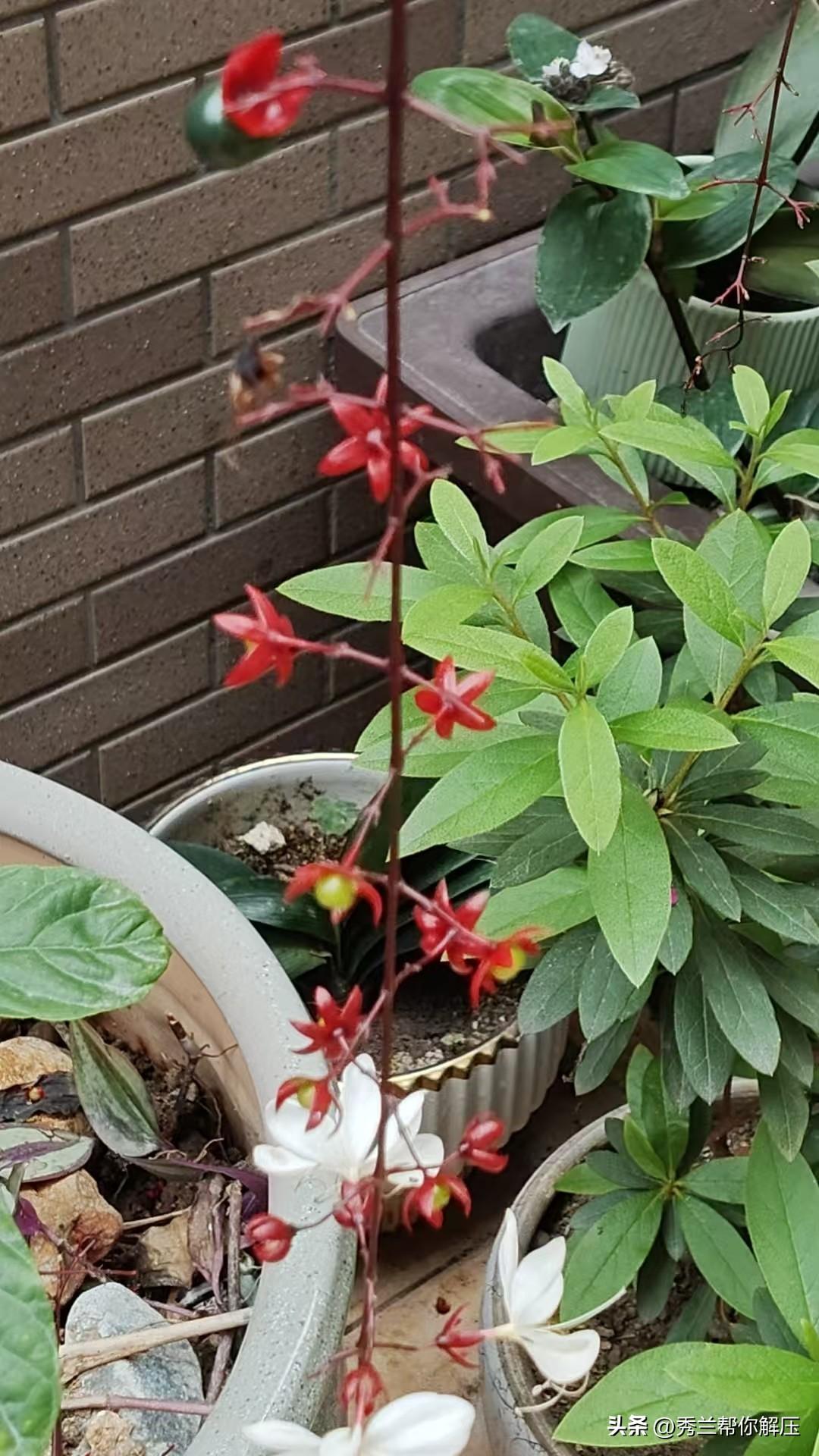 晒一张你拍的花