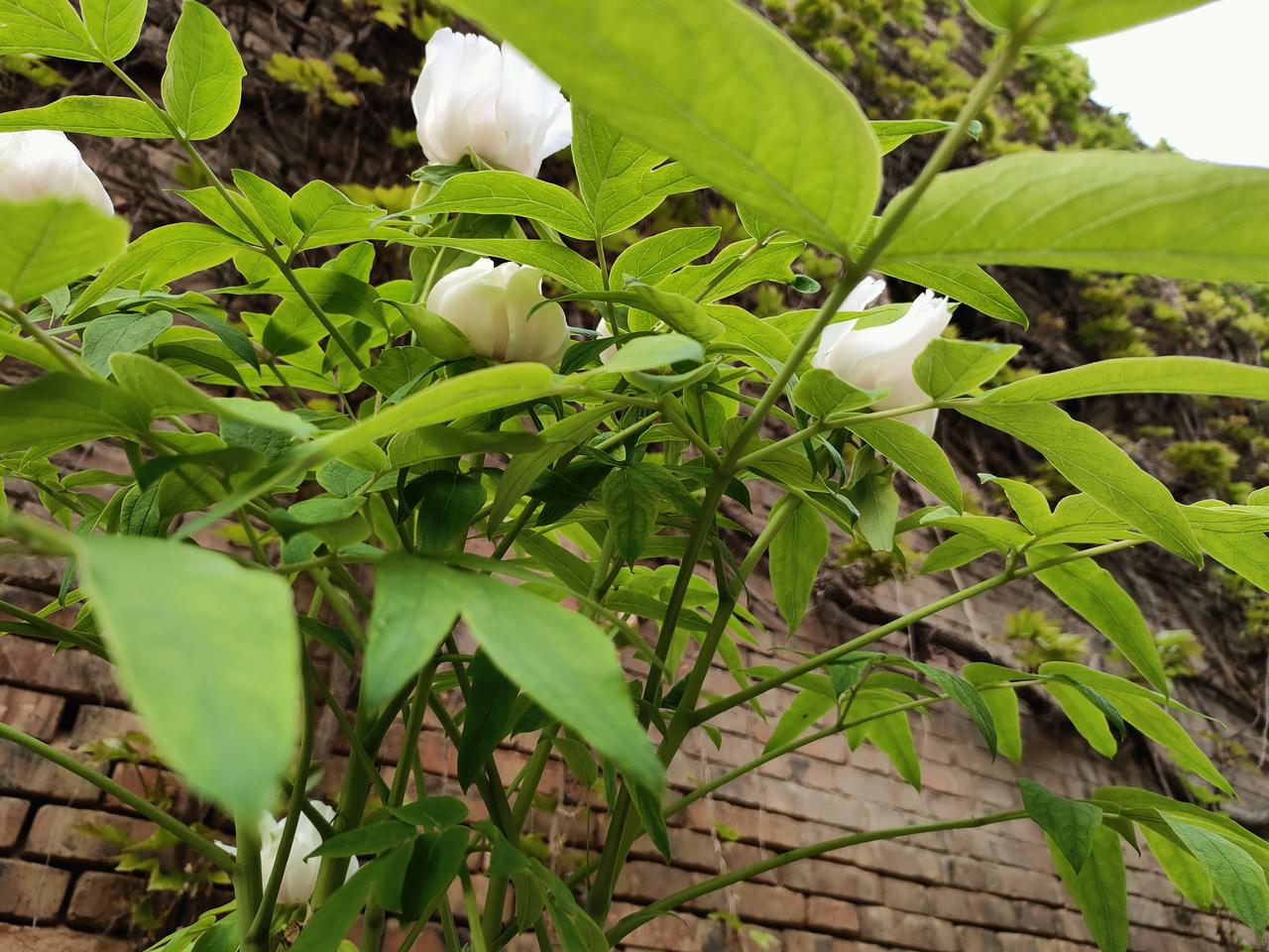 绿叶掩映间，不争春色，自绽芳华。
守一份安然，静待花开，日子简单又美好。