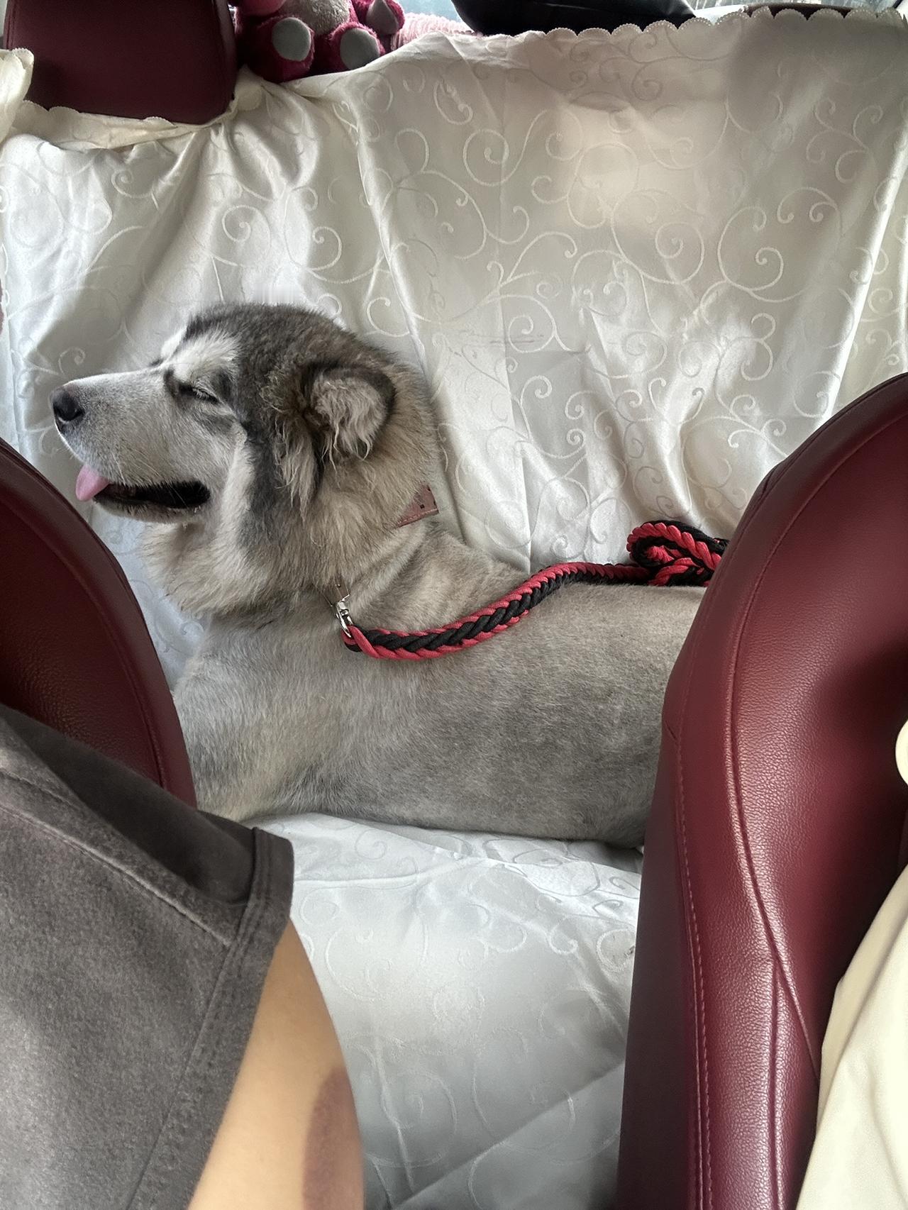 后排刚好能趴下一只阿拉斯加[呲牙]【来自懂车帝车友圈】