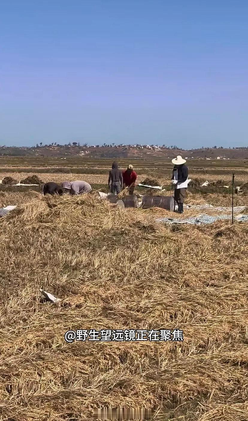 花少7路透，几个人在非洲收田，怎么旅综变种地吧了[允悲] ​​​