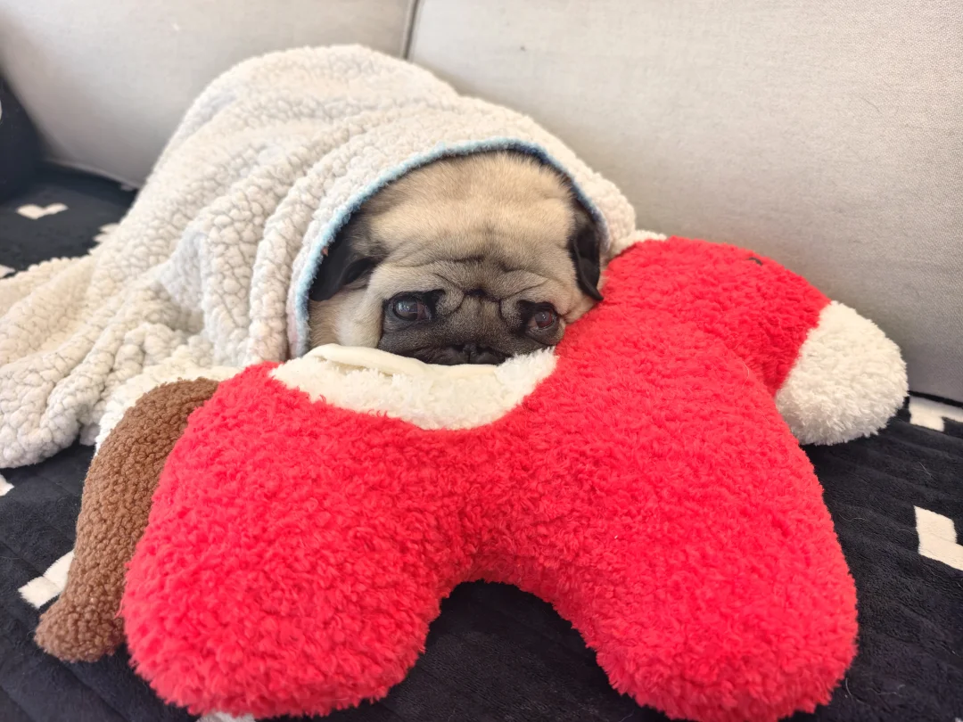 醒醒~这位睡懒觉的小胖友