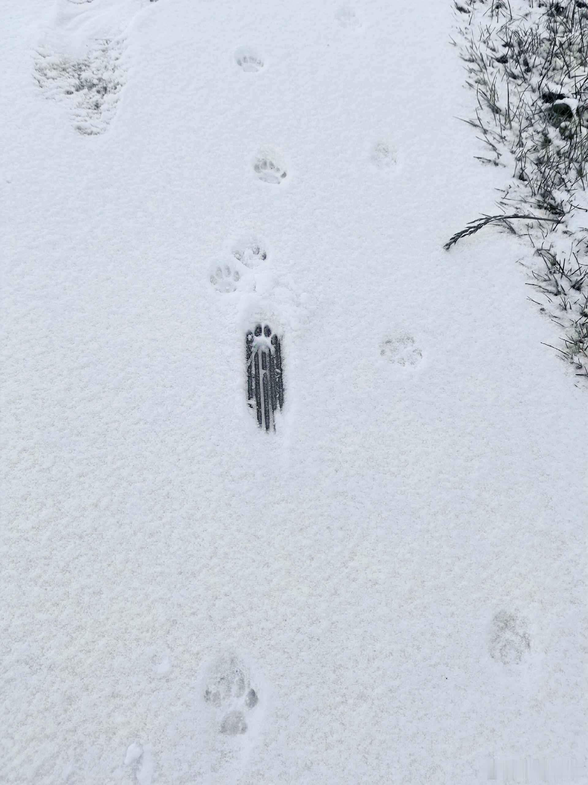 小猫你脚滑了吗 