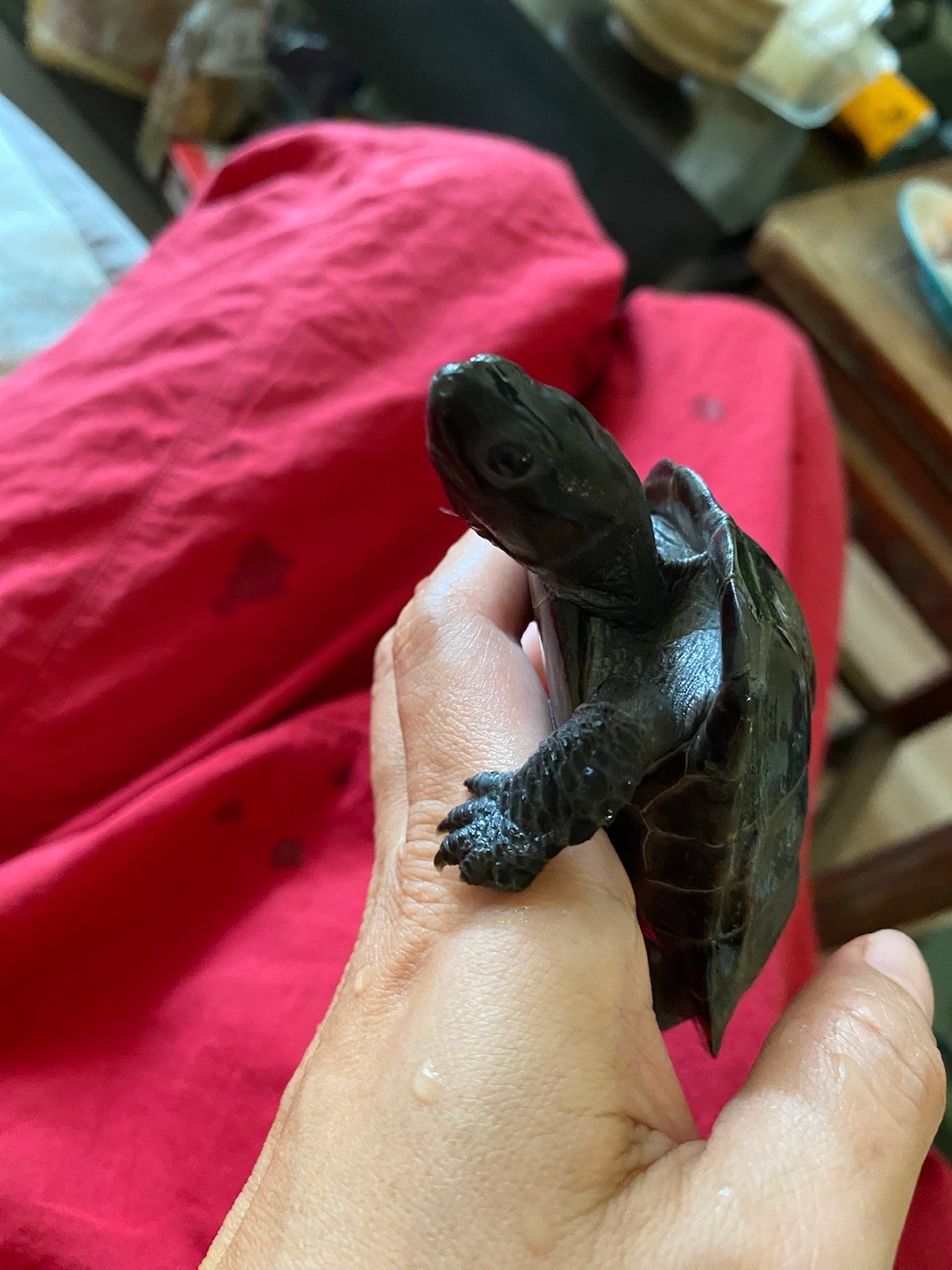 我的小乌龟巴掌大，越狱惯犯，挑食宝宝👶🏻🐢