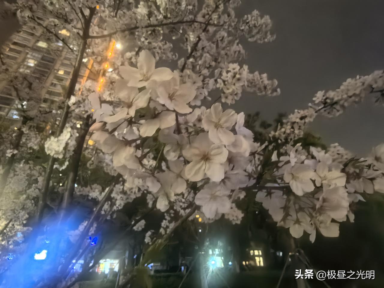 现代大道的樱花太好看了

这几日正是樱花盛开的时节，有爱摄影的博主用无人机，从空