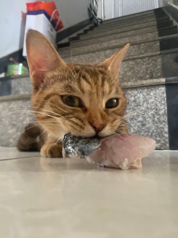 15041只狸咪儿偷吃 