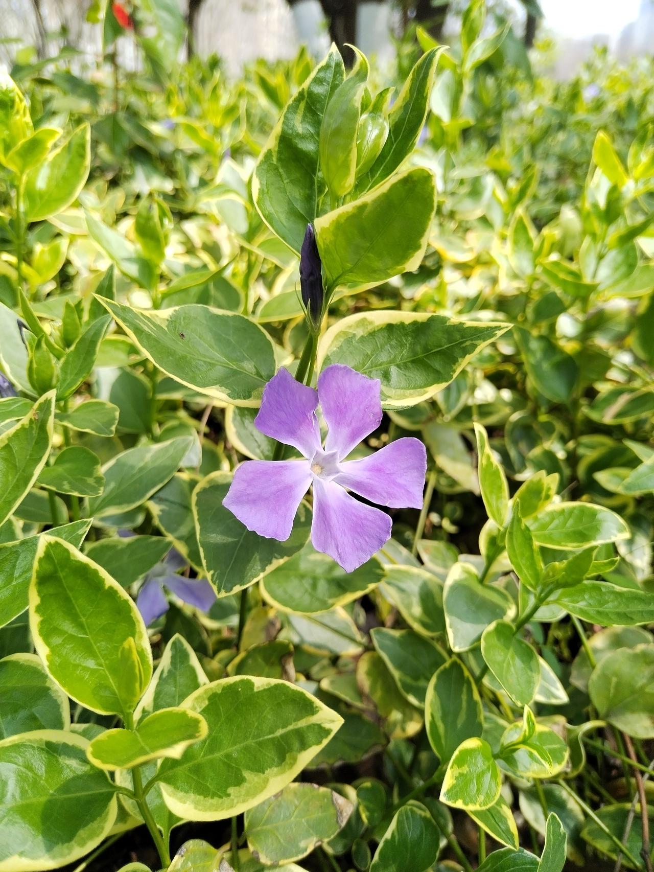 【趣联联趣】
上联：妙悟，自是人间仁智乐⓪
下联：？
【一字千金】
《行歌·其一