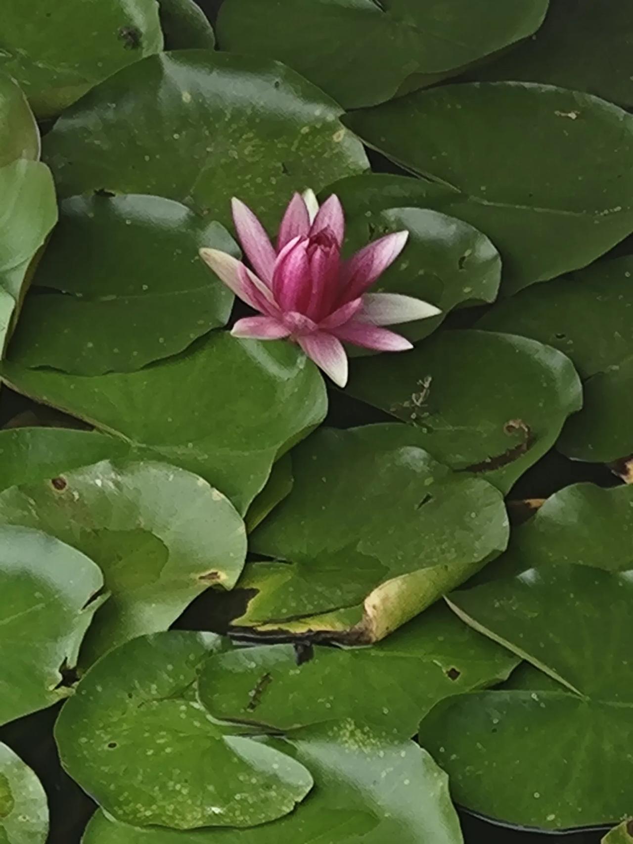 晒图笔记大赛如诗如画般盛开的荷花，令人心旷神怡、陶醉万分。