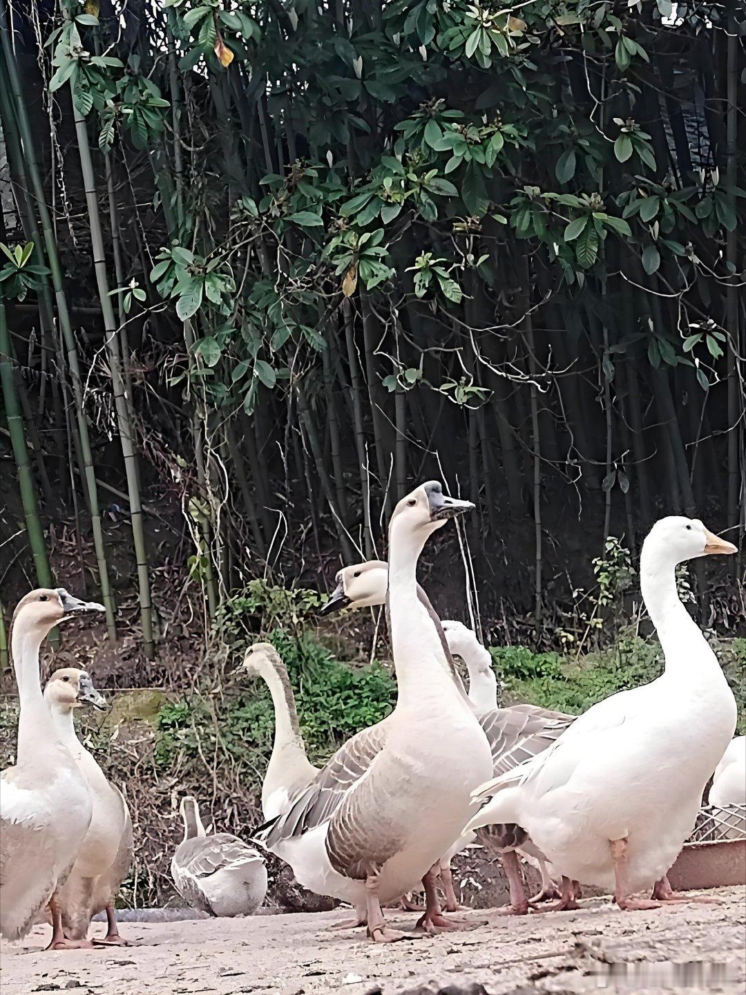 有锦鸡的局永远热闹，一边推理一边抢红包，快乐直接翻倍 鹅鸭杀红包大使锦鸡鹅鸭杀锦