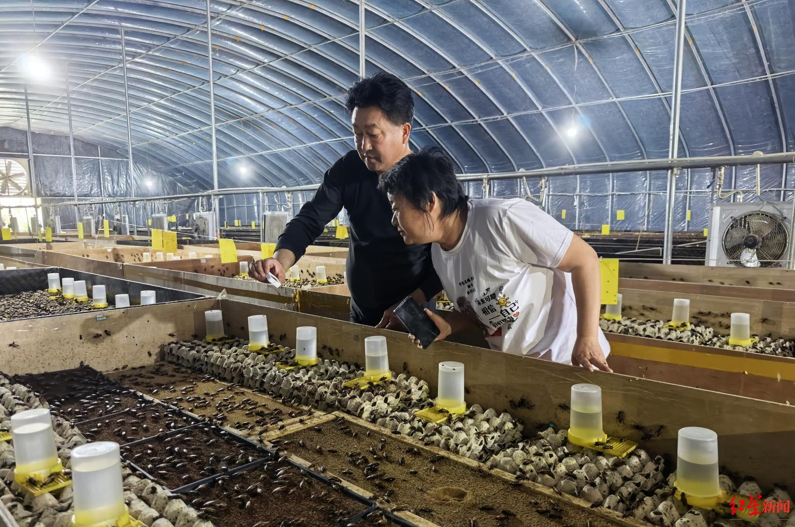 【#蟋蟀变蛋白粉一斤卖近千元#】不起眼的蟋蟀，如今摇身一变成了高价蛋白原料。四川