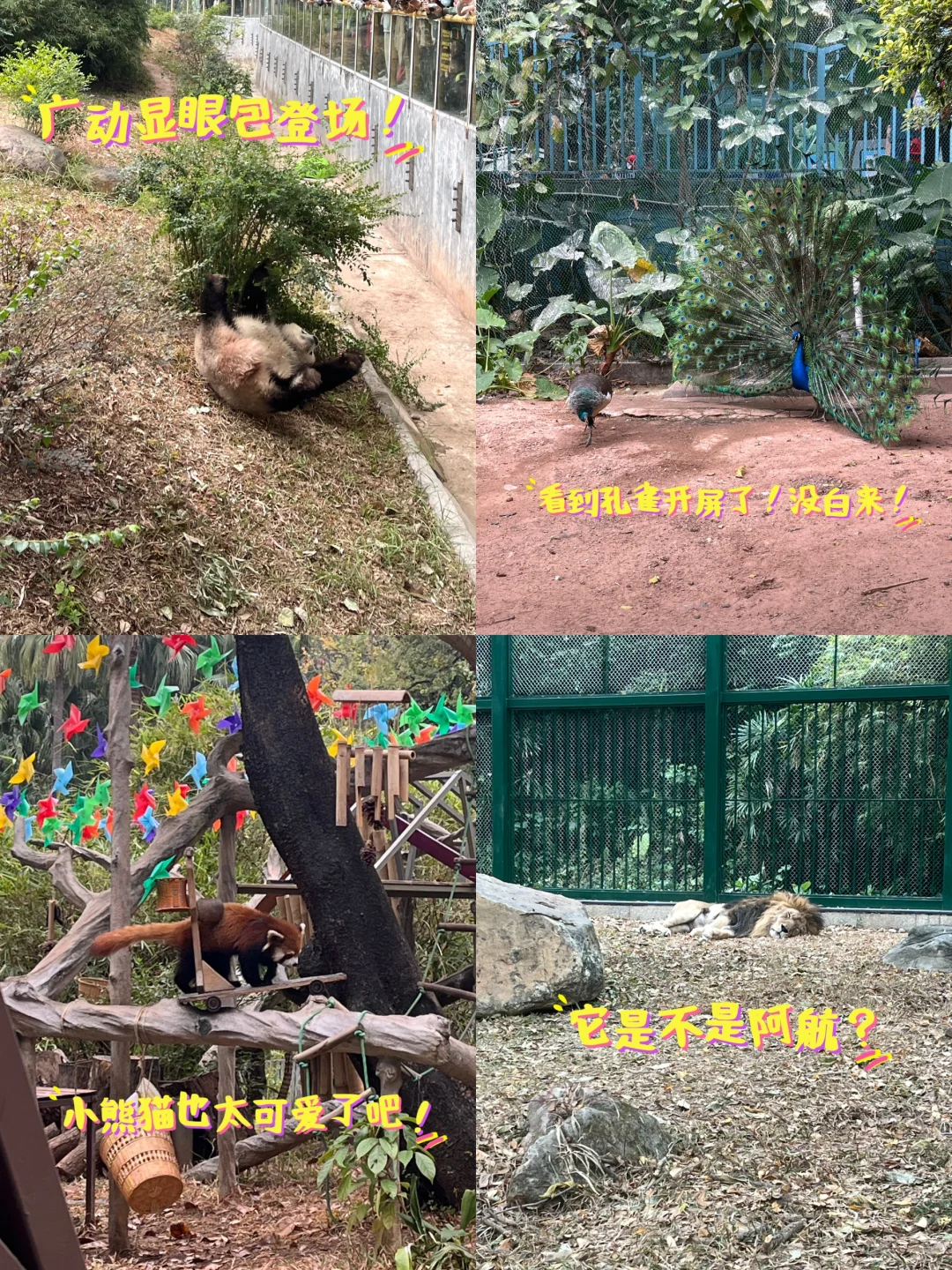 来广州动物园看熊猫了！真的没白来！