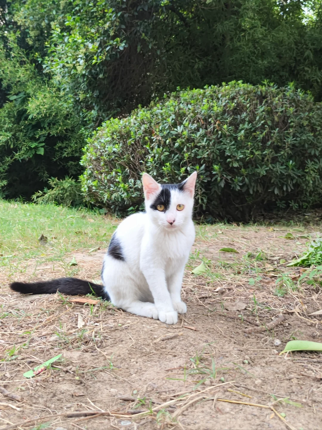 奶牛多少才算真正的奶牛猫～