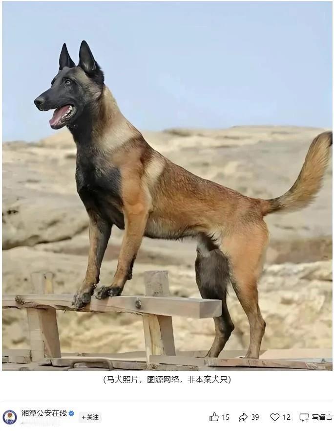 湖南湘潭。
男子带未牵绳的马犬进入娱乐场所。马犬咬了4人致轻微伤。民警将犬只带走