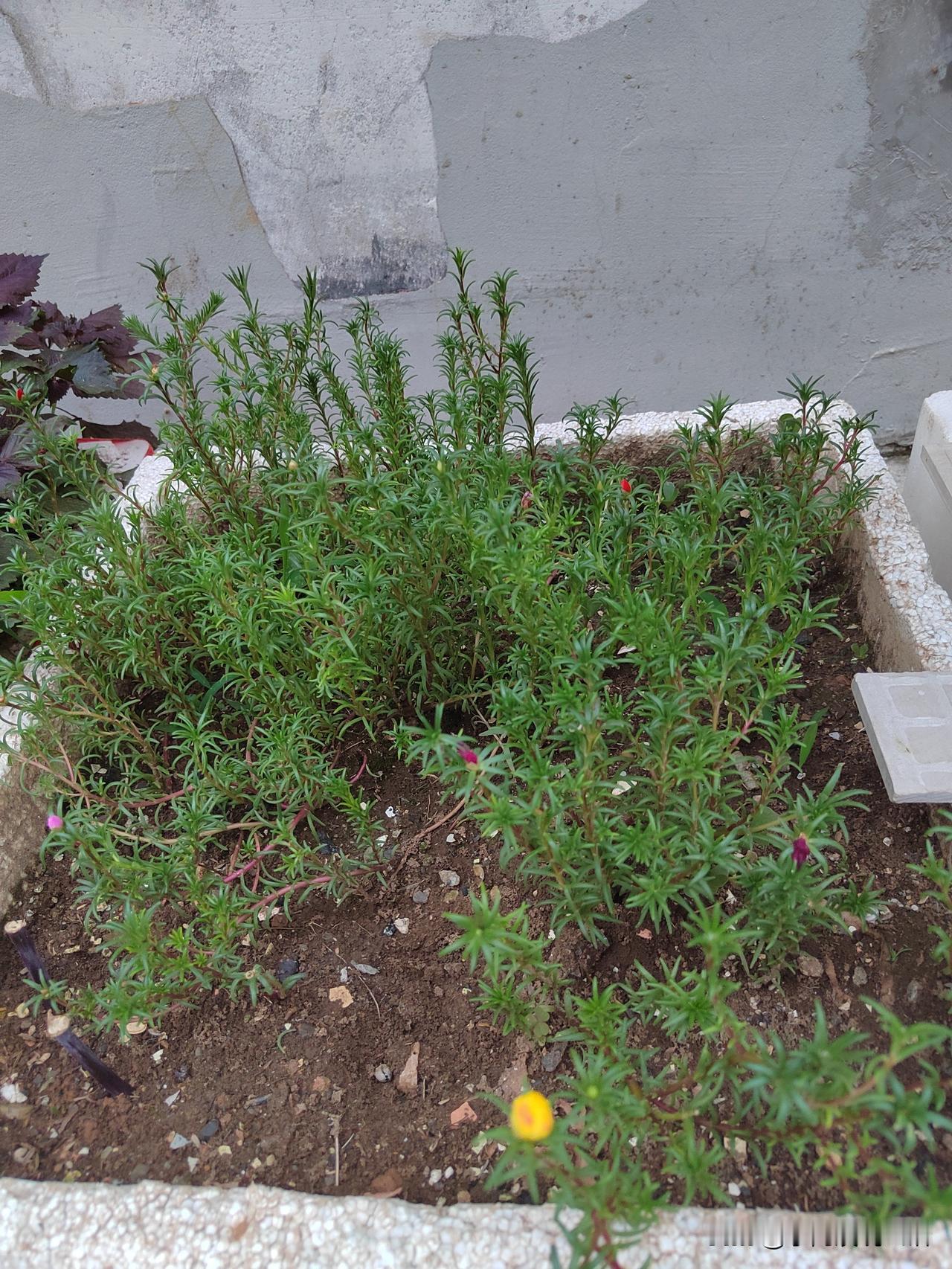 我挺佩服自己的坚持度的。
要不是我做自媒体，还不知道自己有这样的优点呢！
我做头
