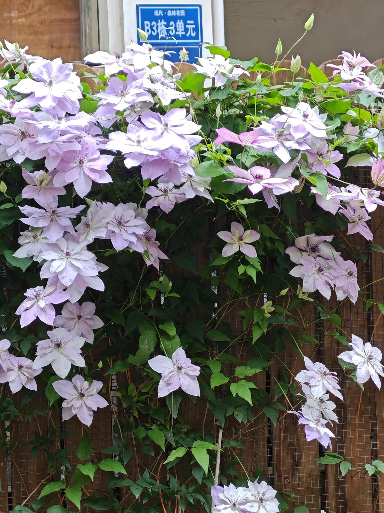 ————分割线
不用往下翻了，感谢好友支持！

晒图笔记大赛小区邻居家的铁线莲真