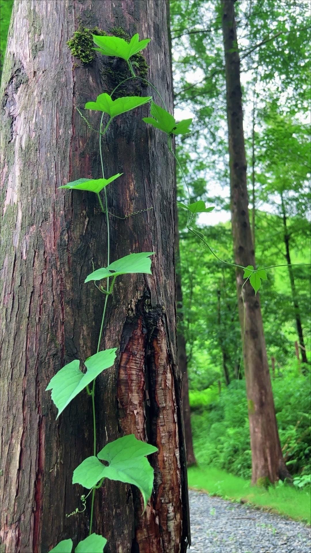 在城市待久了总想去森林里透透气，这次发现的西西里秘境咖啡就像闯入了绿野仙踪。
