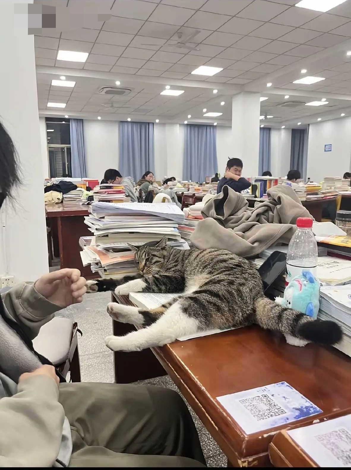 大学里的猫学霸

猫咪：别学了，陪我玩儿！

大学生：快考试了，不学怎么行！
