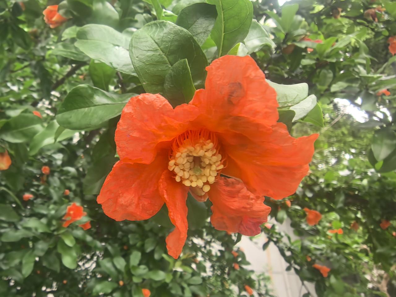 惊艳的橙花绽放，绿意盎然的背景，自然之美尽收眼底！🌸🌿