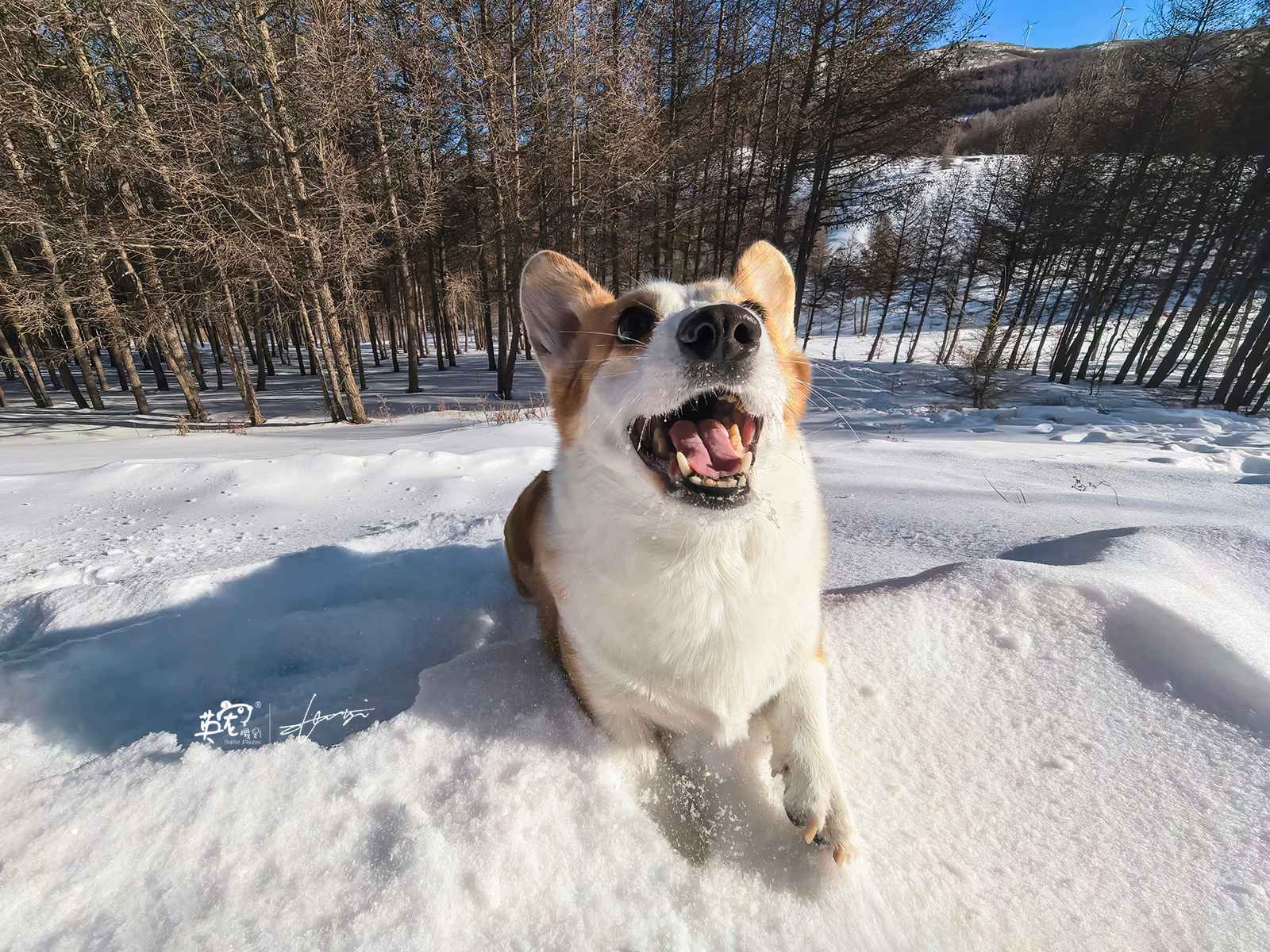 新手机Mate 70 pro+第一拍送给这两只雪中小精灵   