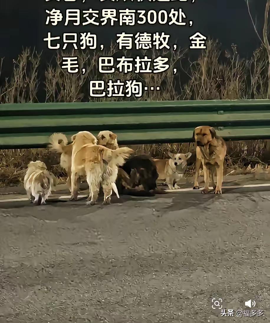 高速上，7只狗从偷狗贼的笼子里掉下来，居然没慌着各自跑，而是抱团走了整整17公里