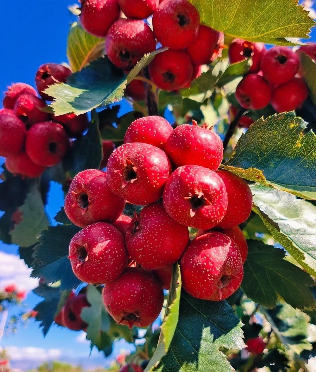 你买过“山楂树下”吗你买过山楂树下吗？我没有买过。