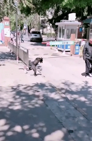 失去了两条腿的狗狗依然在努力奔跑，突然有点感动…[心] 