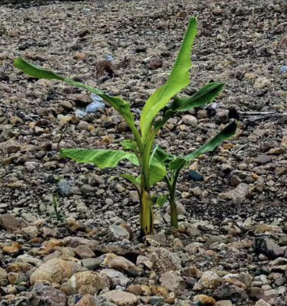 晒图笔记大赛乱石遍布的滩地上，一株芭蕉幼苗顽强破土而出。嫩绿叶片舒展向上，纵然周
