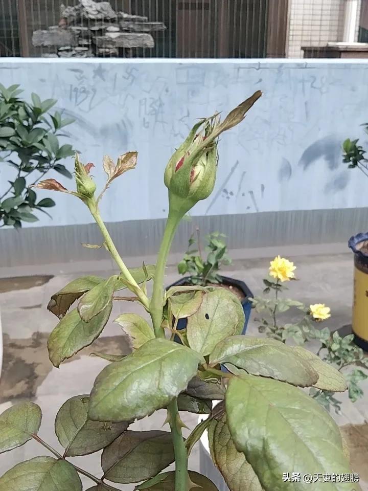 这一朵花开了，一定是这里最大最漂亮的月季花了，看它粗壮的枝条和很大的花蕾可以看出
