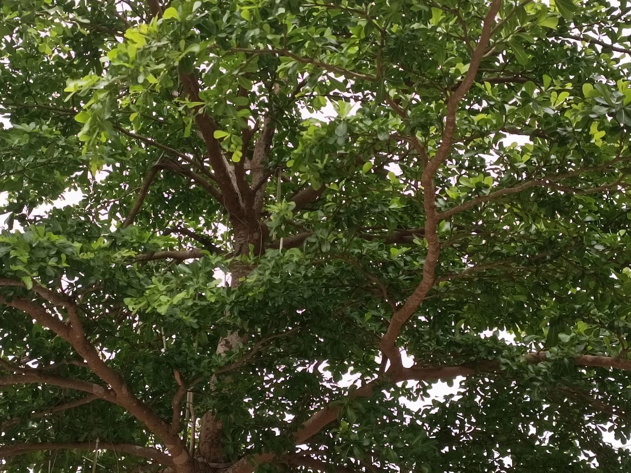 晒出你相栅中的花草树木
随手拍的风景
绿绿的树木🌲
享受大自然的美
绿水青山