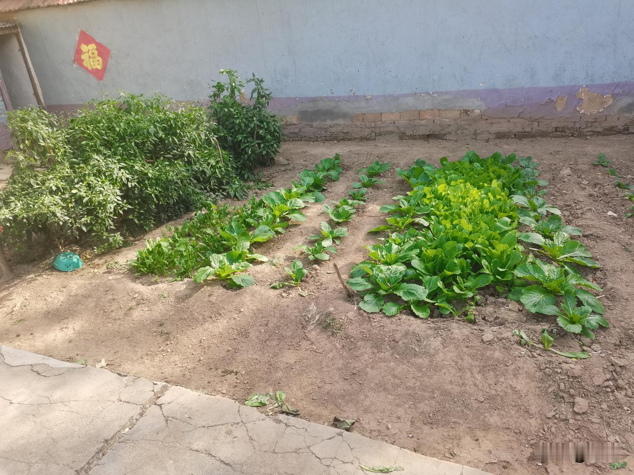 我妈家的菜园，白菜，辣椒
等老了养老还是老家舒坦
自己院子里种点菜
吃着纯天然的