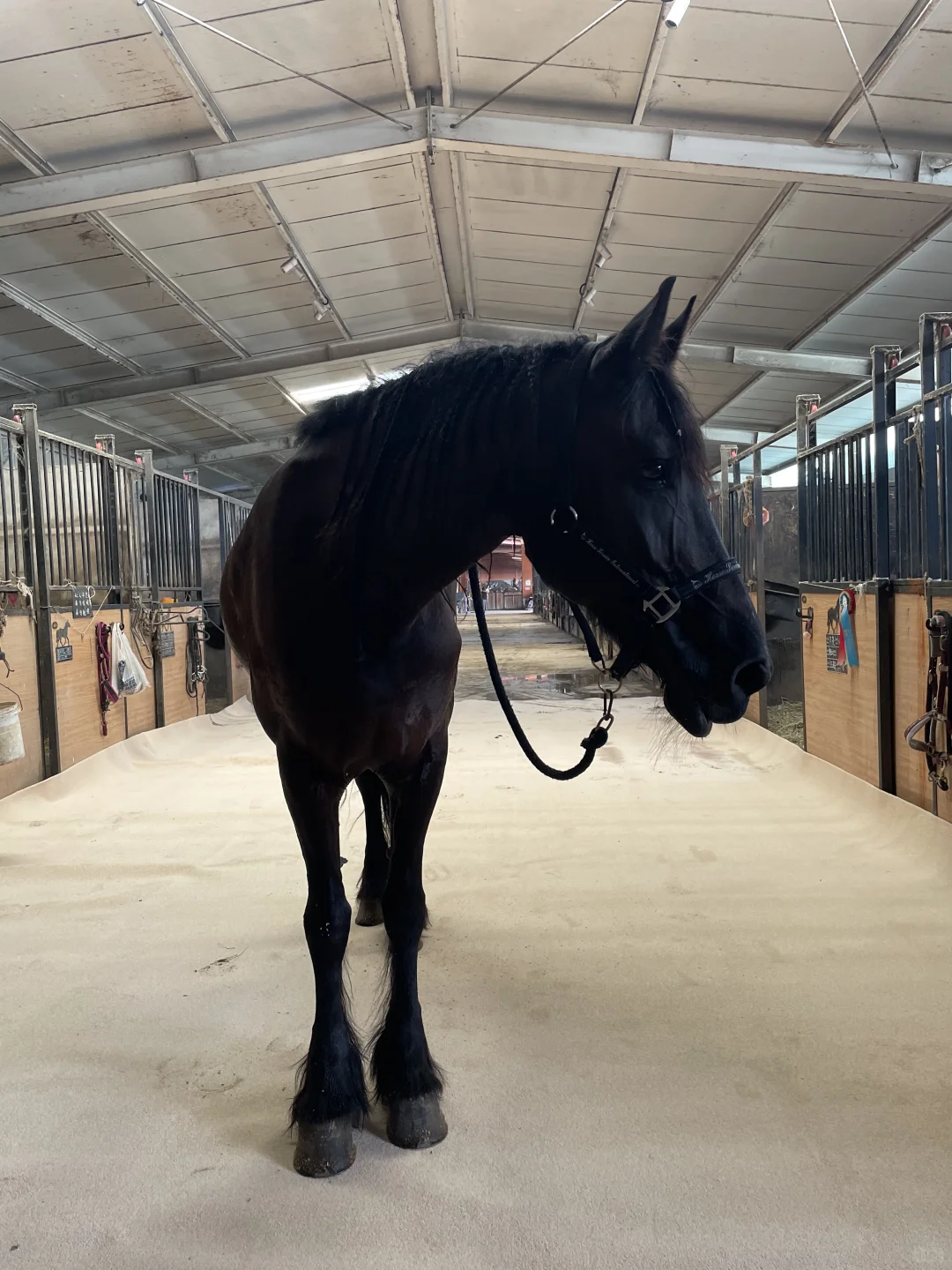 马房铺了新地毯🫓