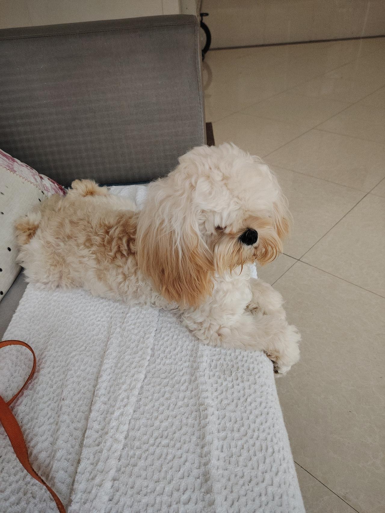 小东西还挺可爱的，很听话！