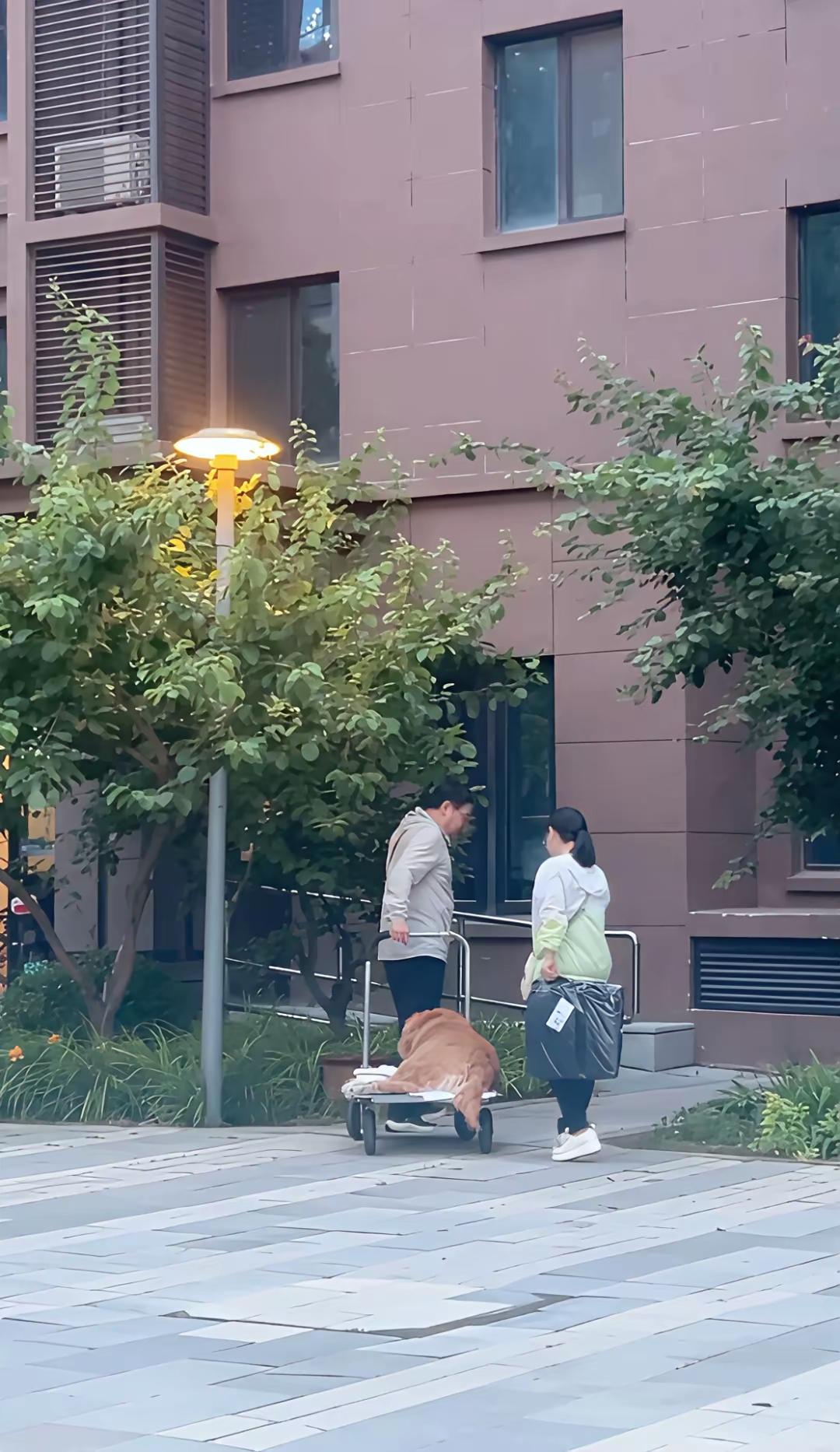 俗话说，病从口入。如今人们肥胖，各种高血脂、高血糖等问题都与饮食相关。你瞧这条狗