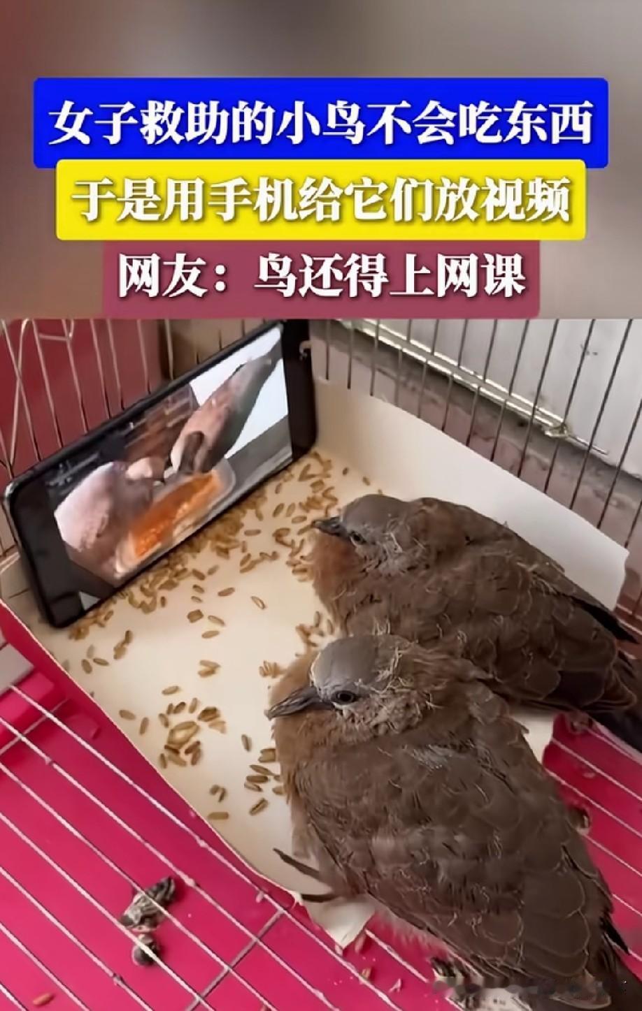 不少幼鸟不会主动进食，要成鸟把食物塞进鸟嘴里！